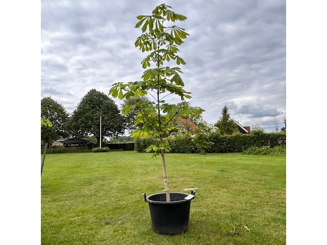 Aesculus hippocastanum (paardenkastanje wit) - afbeelding 1 van  2