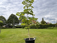 Aesculus hippocastanum (paardenkastanje wit) - afbeelding 1 van  2
