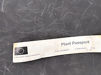 Aesculus hippocastanum (paardenkastanje wit) - afbeelding 2 van  2