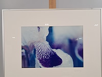 Afbeelding in lijst, cora koning, iris 1/5, 2004