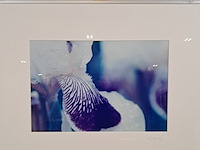 Afbeelding in lijst, cora koning, iris 1/5, 2004 - afbeelding 2 van  7