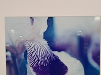 Afbeelding in lijst, cora koning, iris 1/5, 2004 - afbeelding 3 van  7