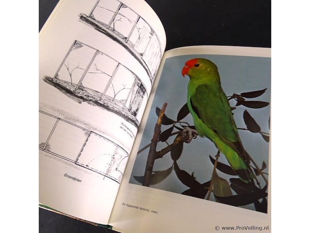 Agapornissen - afbeelding 4 van  5