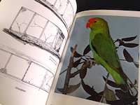 Agapornissen - afbeelding 4 van  5