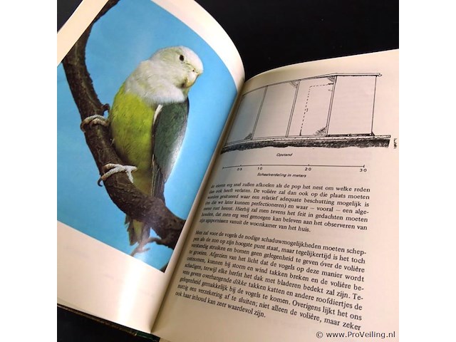 Agapornissen - afbeelding 5 van  5