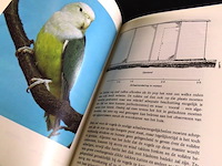 Agapornissen - afbeelding 5 van  5