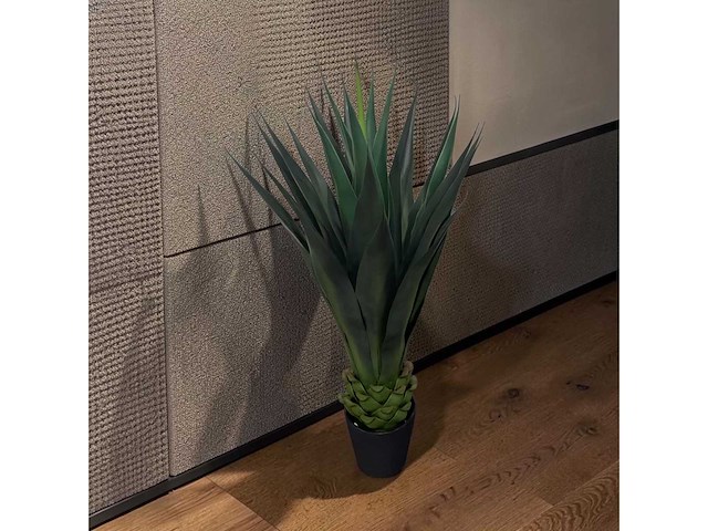 Agave (2x) - afbeelding 1 van  8