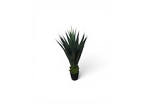 Agave (2x) - afbeelding 3 van  8