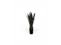Agave (2x) - afbeelding 5 van  8