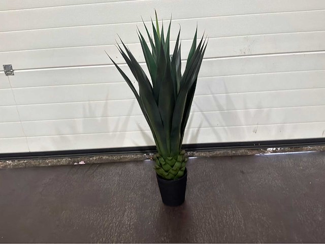 Agave (2x) - afbeelding 6 van  8