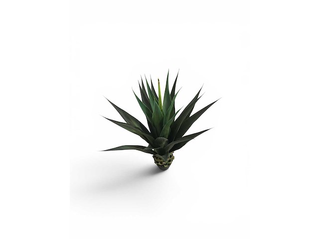 Agave (4x) - afbeelding 2 van  3