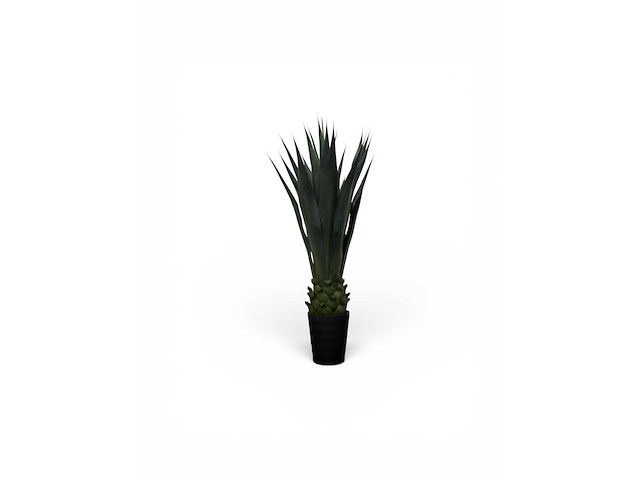 Agave (4x) - afbeelding 3 van  3