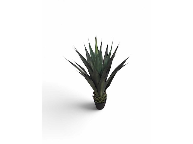 Agave (4x) - afbeelding 1 van  2