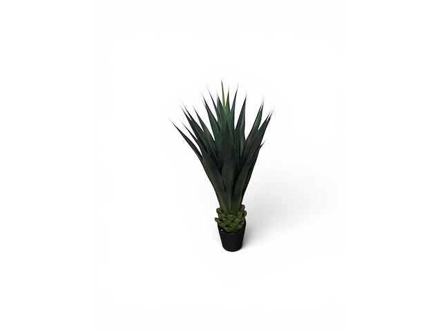 Agave (4x) - afbeelding 3 van  8