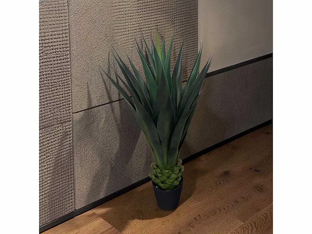 Agave (4x) - afbeelding 1 van  8