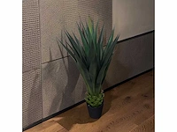 Agave (4x)