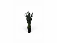 Agave (4x) - afbeelding 5 van  8
