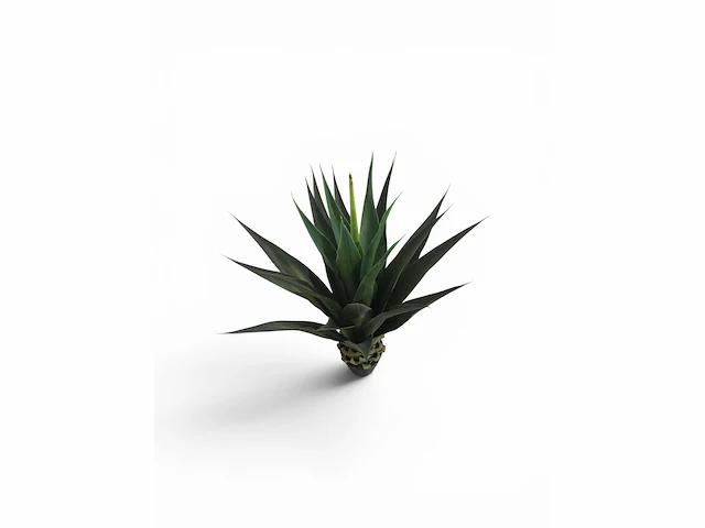 Agave (4x) - afbeelding 4 van  8