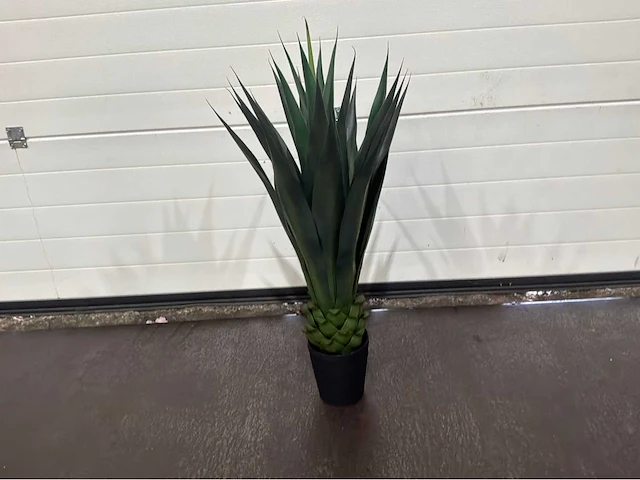 Agave (4x) - afbeelding 6 van  8