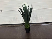 Agave (4x) - afbeelding 6 van  8