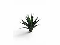 Agave (4x) - afbeelding 4 van  8