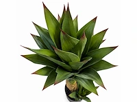 Agave kunstplant (125cm hoog) (2x) - afbeelding 10 van  16