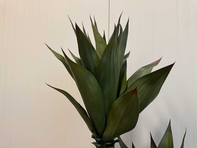 Agave kunstplant (125cm hoog) - afbeelding 10 van  13