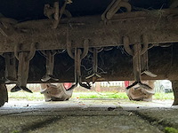 Agria 3200 werktuigdrager / klepelmaaier - afbeelding 9 van  10