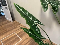 Alocasia tree kunstplant (175cm hoog) (2x) - afbeelding 3 van  12