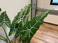 Alocasia tree kunstplant (175cm hoog) - afbeelding 2 van  10