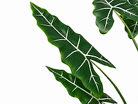 Alocasia tree kunstplant (175cm hoog) - afbeelding 5 van  12