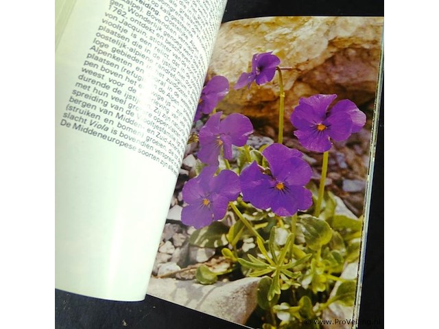 Alpenbloemen - afbeelding 3 van  5