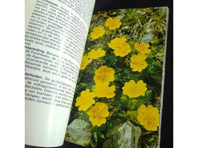 Alpenbloemen - afbeelding 4 van  5