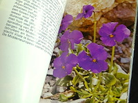 Alpenbloemen - afbeelding 3 van  5