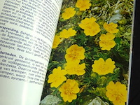 Alpenbloemen - afbeelding 4 van  5