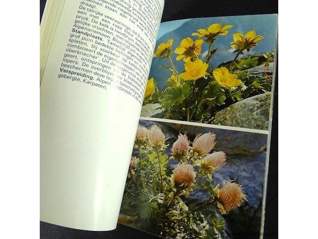 Alpenbloemen - afbeelding 5 van  5