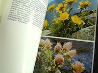 Alpenbloemen - afbeelding 5 van  5