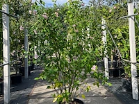 Altheastruik, hibiscus 'hamabo', sierheester, roze bloei, ca. 150-175 cm hoog