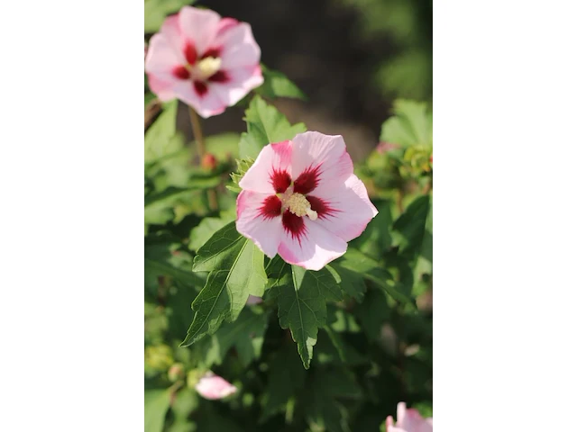 Altheastruik, hibiscus 'hamabo', sierheester, roze bloei, ca. 150-175 cm hoog - afbeelding 2 van  2