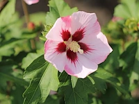 Altheastruik, hibiscus 'hamabo', sierheester, roze bloei, ca. 150-175 cm hoog - afbeelding 2 van  2