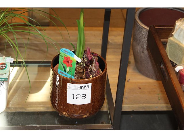 Amaryllis in pot. - afbeelding 1 van  2