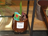 Amaryllis in pot. - afbeelding 1 van  2