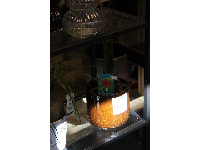 Amaryllis in pot. - afbeelding 2 van  2