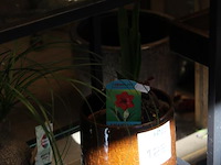 Amaryllis in pot. - afbeelding 2 van  2