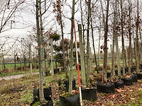 Amber - sierboom (2x) - afbeelding 1 van  3