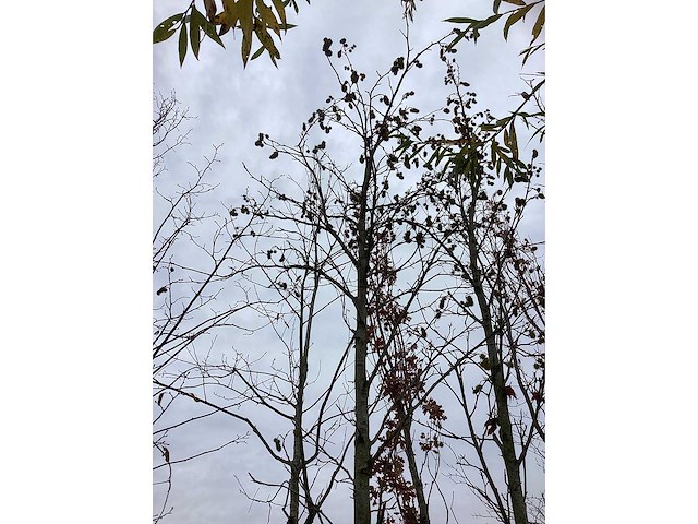 Amber - sierboom (2x) - afbeelding 3 van  3