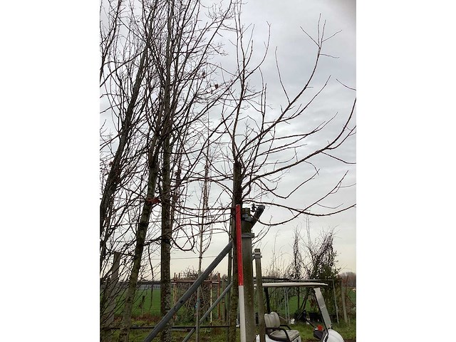 Amberboom - dakboom (3x) - afbeelding 3 van  3