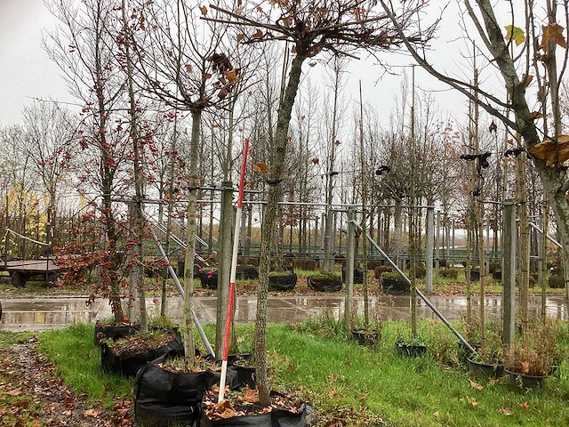 Amberboom - dakboom - afbeelding 1 van  3