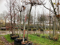 Amberboom - dakboom - afbeelding 1 van  3