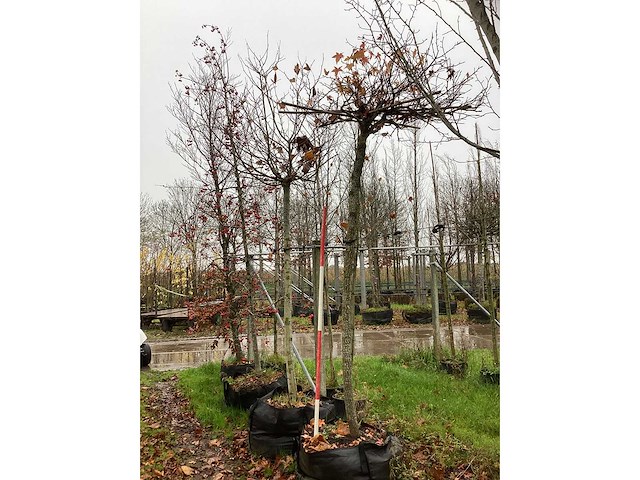 Amberboom - dakboom - afbeelding 2 van  3